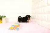 チワワ(ロング)【愛知県・女の子・2025年6月13日・ブラックタン】の写真3