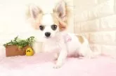 チワワ(ロング)【愛知県・女の子・2024年12月9日・ホワイトレッド】の写真3