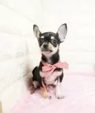 チワワ(スムース)【愛知県・女の子・2024年11月20日・ブラックタンホワイト】の写真3