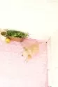 チワワ(ロング)【愛知県・男の子・2025年8月6日・クリーム】の写真5