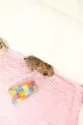 チワワ(ロング)【愛知県・男の子・2025年5月31日・レッド】の写真5