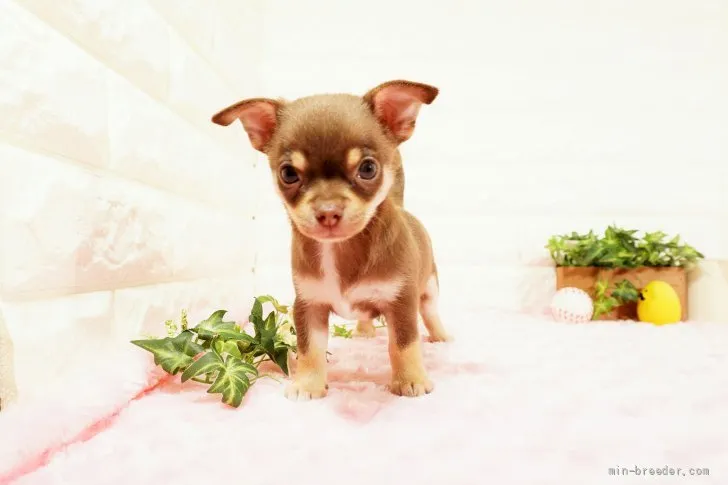 ID：2203-03492の子犬