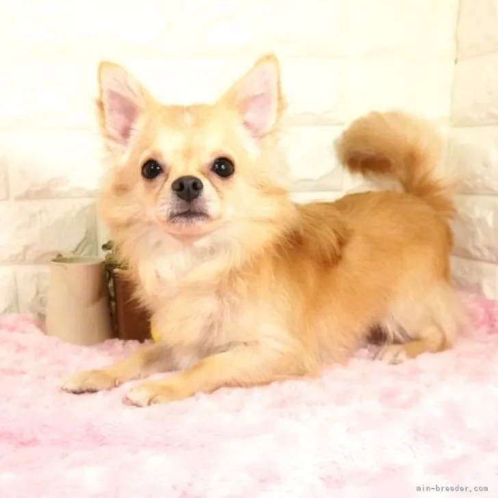 ID：2301-02410の子犬