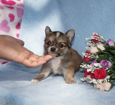 ID：1502-01300の子犬