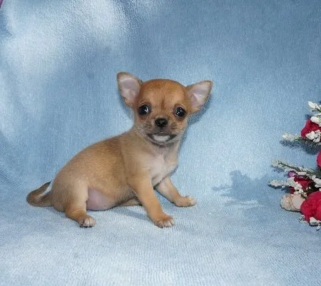 biore 様のお迎えした子犬