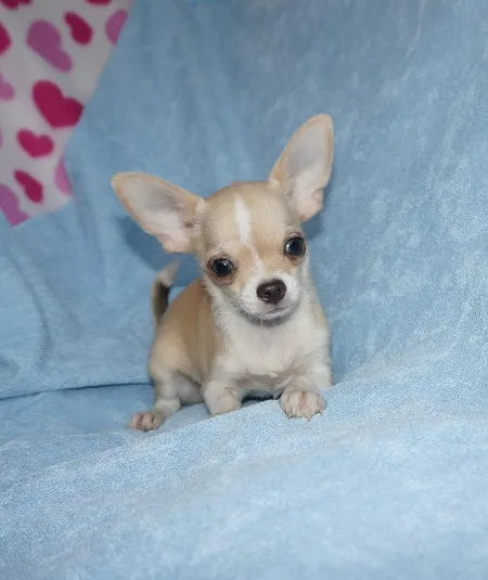 ID：1605-01087の子犬