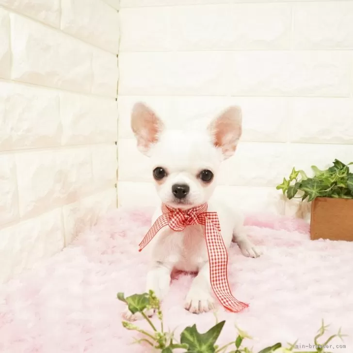 ID：2312-02994の子犬
