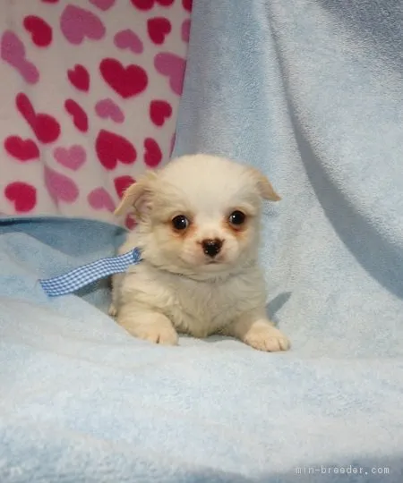 ID：1604-00305の子犬