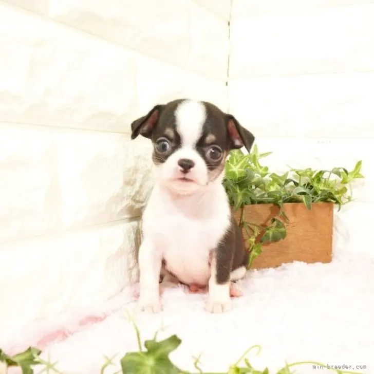 ID:2310-03959の子犬