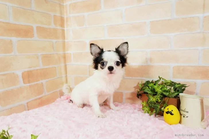 ID:2012-00293の子犬