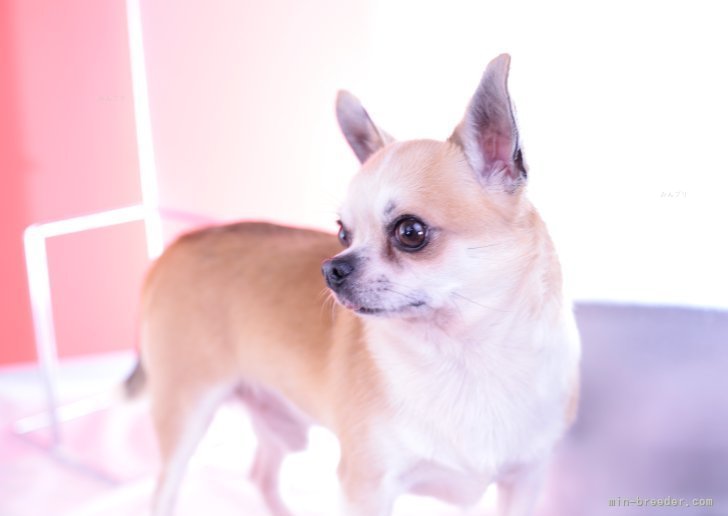 チワワ(スムース)【・男の子・2020年6月8日・レッドホワイト】