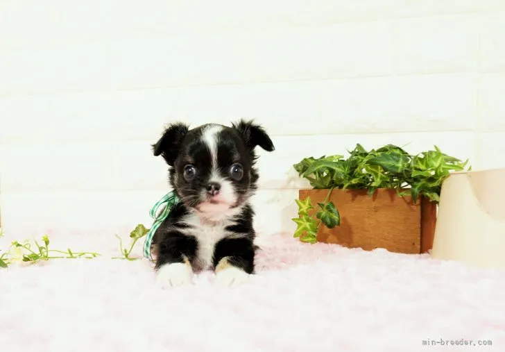 ID:2203-01660の子犬