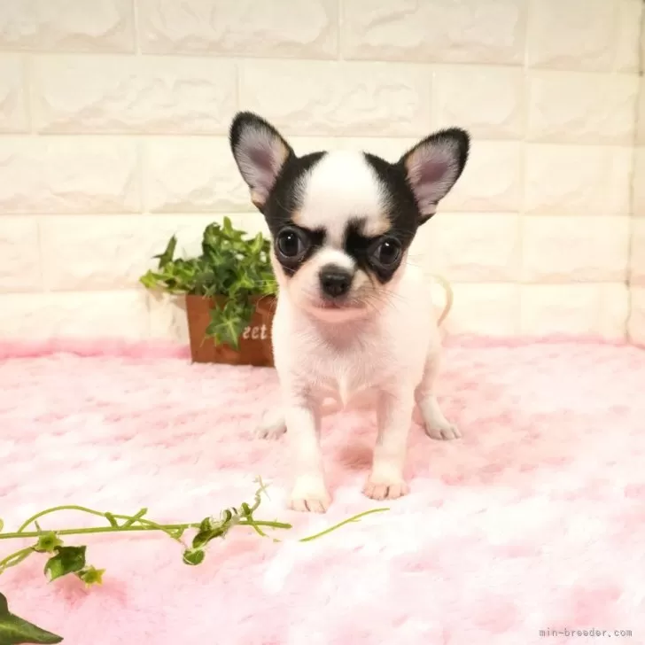 ID：2402-03679の子犬