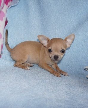 チワワ(スムース)【愛知県・男の子・2014年11月25日・ブルーフォーン】の写真「優しい色合いレアカラーのとってもかわいい男の子です」