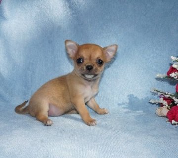 チワワ(スムース)【愛知県・女の子・2015年1月21日・フォーン】の写真「小さめのかわいい女の子です」
