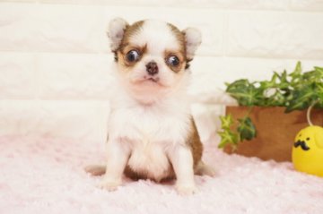 チワワ(ロング)【愛知県・男の子・2022年3月17日・レッドホワイト】の写真「小さめの男の子です(^-^)」