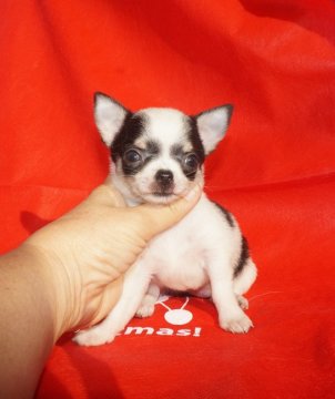 チワワ(スムース)【愛知県・女の子・2016年10月18日・ホワイトブラックタン】の写真「小ぶりのかわいい女の子　パパJKCチャンピオン」