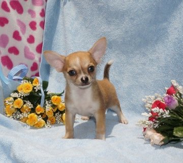 チワワ(スムース)【愛知県・男の子・2014年5月1日・フォーン&ホワイト】の写真「整った顔立ち　構成の良い　おとなしくて懐っこい子」