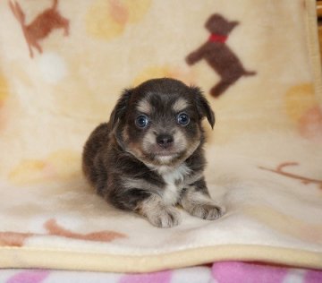 チワワ(ロング)【愛知県・男の子・2014年7月26日・ブルータン】の写真「とってもきれいで色褪せないブルー・ ご見学ください」