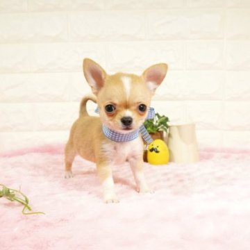 チワワ(スムース)【愛知県・男の子・2023年3月15日・レッドホワイト】の写真「小ぶり、かわいい〜お顔の男の子です(^_^)」