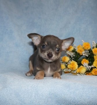 チワワ(スムース)【愛知県・男の子・2015年3月1日・ブルータン】の写真「可愛いお顔です　きれいな色褪せないブルーです」