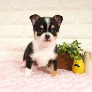 チワワ(スムース)【愛知県・女の子・2022年12月29日・ブラックタンホワイト】の写真「甘えん坊の女の子です(^-^)」