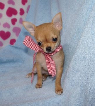 チワワ(スムース)【愛知県・女の子・2015年4月20日・フォーン】の写真「小さくてお顔短め超可愛い女の子　パパチャンピオン」
