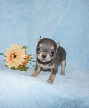 チワワ(スムース)【愛知県・男の子・2015年3月1日・ブルータン】の写真「小ぶりサイズのかわいい男の子です」