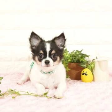 チワワ(ロング)【愛知県・男の子・2022年11月15日・ホワイトブラックタン】の写真「人懐っこい性格の男の子(^-^)パパ・チャンピオン」