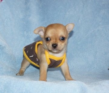 チワワ(スムース)【愛知県・男の子・2014年8月14日・フォーン】の写真「きれいな頭部につぶらな瞳・とってもかわいい男の子」