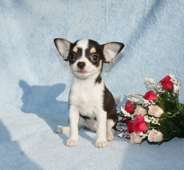 チワワ(スムース)【愛知県・女の子・2014年10月16日・ブラックタンホワイト(トライカラー)】の写真「おとなしくてかわいい女の子です」