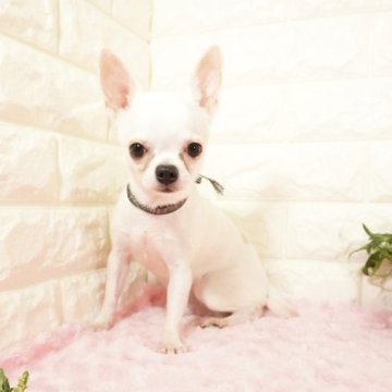 チワワ(スムース)【愛知県・男の子・2023年2月9日・クリーム】の写真「優しい性格の男の子です(^-^)」