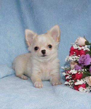 チワワ(ロング)【愛知県・男の子・2014年12月30日・クリームホワイト】の写真「お顔の詰まった可愛い子　お鼻はこれから黒くなります」