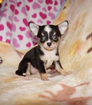 チワワ(スムース)【愛知県・男の子・2015年6月4日・ブラックタンホワイト】の写真「パパはJKCチャンピオン　お顔かわいいです」