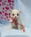 チワワ(ロング)【愛知県・女の子・2016年2月18日・クリームホワイト】の写真1
