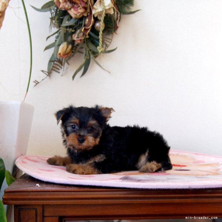 ブリーダー画像