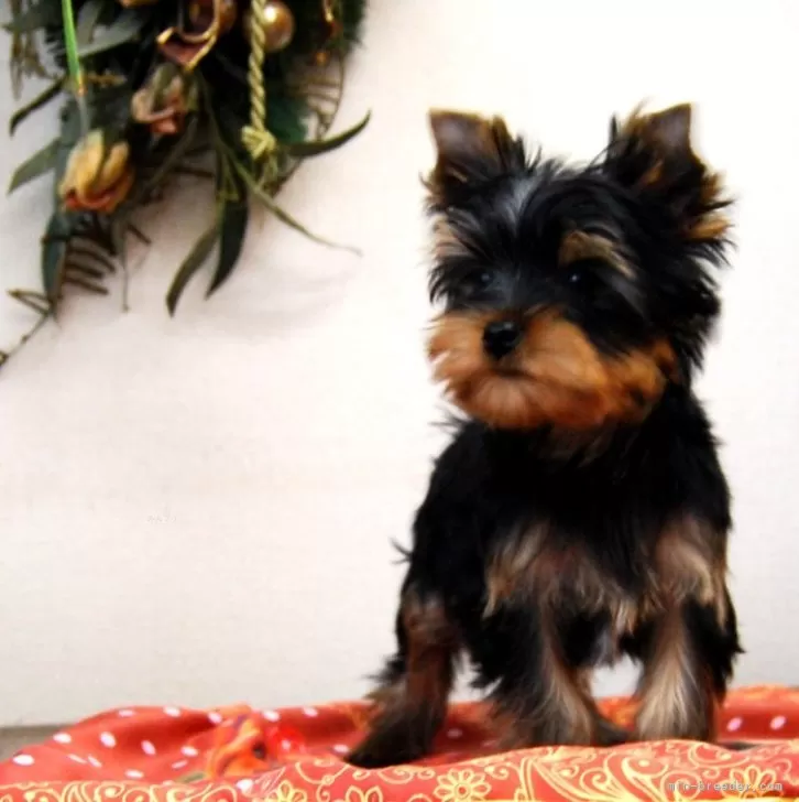 しの 様のお迎えした子犬