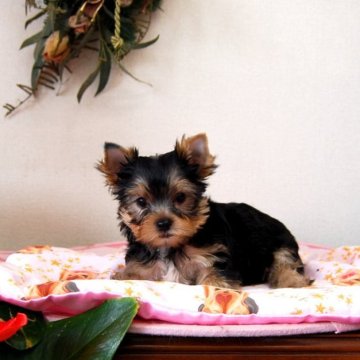 ヨークシャーテリア【兵庫県・女の子・2025年3月26日・ダークスチールブルー&タン】の写真「とにかく可愛い顔」