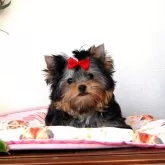 ヨークシャーテリア【兵庫県・女の子・2025年8月18日・ダークスチールブルー&タン】の写真1