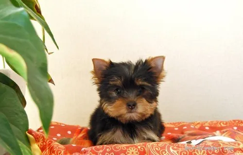 ID：2107-04218の子犬