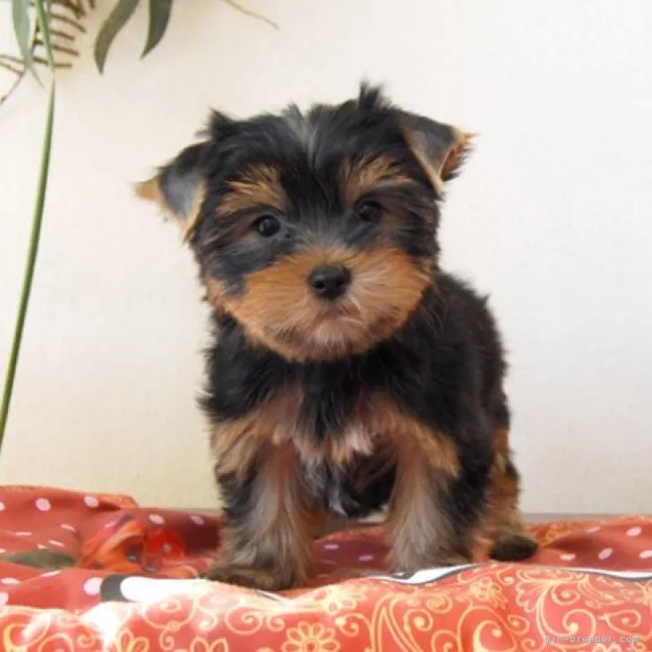 ID：2304-04771の子犬