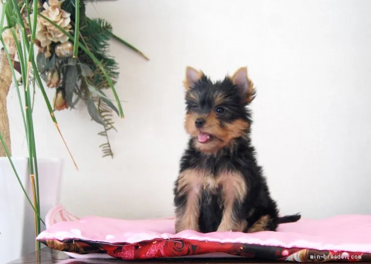 ID：2007-00137の子犬