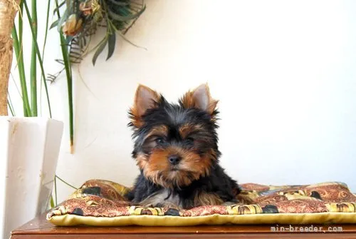 ID：2202-02618の子犬