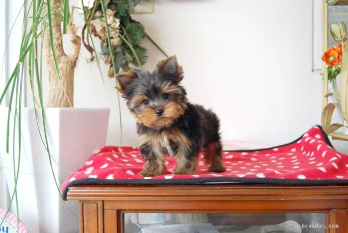 ID：2005-02813の子犬