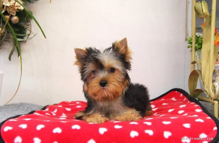 ID:2002-01569の子犬