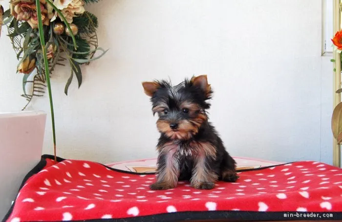 ID:2005-00133の子犬