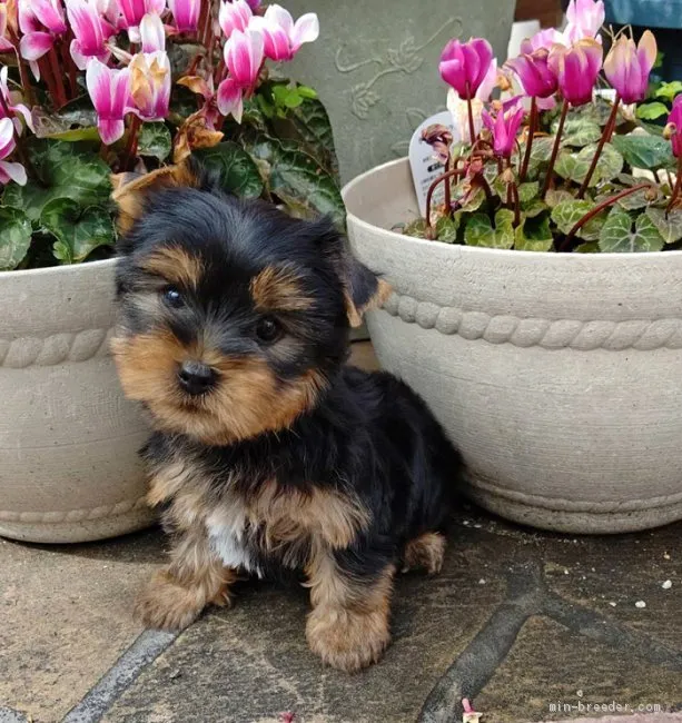 ID：2004-01415の子犬