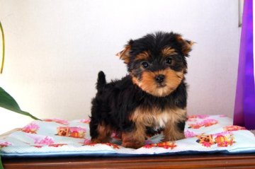 ヨークシャーテリア【兵庫県・女の子・2021年10月27日・スチールブルー&タン】の写真「骨量がありちょっぴりドワーフな女の子です」