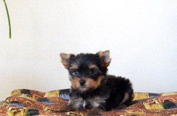 ヨークシャーテリア【兵庫県・男の子・2021年3月8日・スチールブルー&タン】の写真「顔の綺麗な男の子」