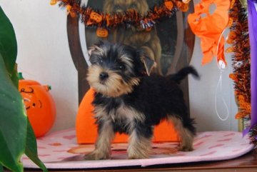 ヨークシャーテリア【兵庫県・男の子・2021年8月27日・スチールブルー&タン】の写真「骨太の可愛い顔の男の子」